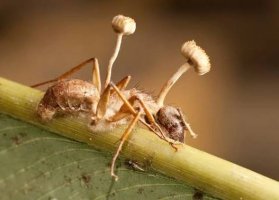 zombie ant fungus.jpg