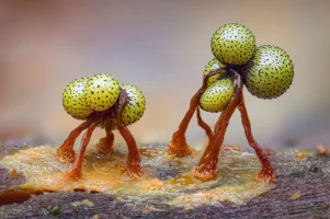 slime mould bbc.webp