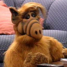 Alf&Shades