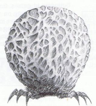 bouncerillustration.jpg